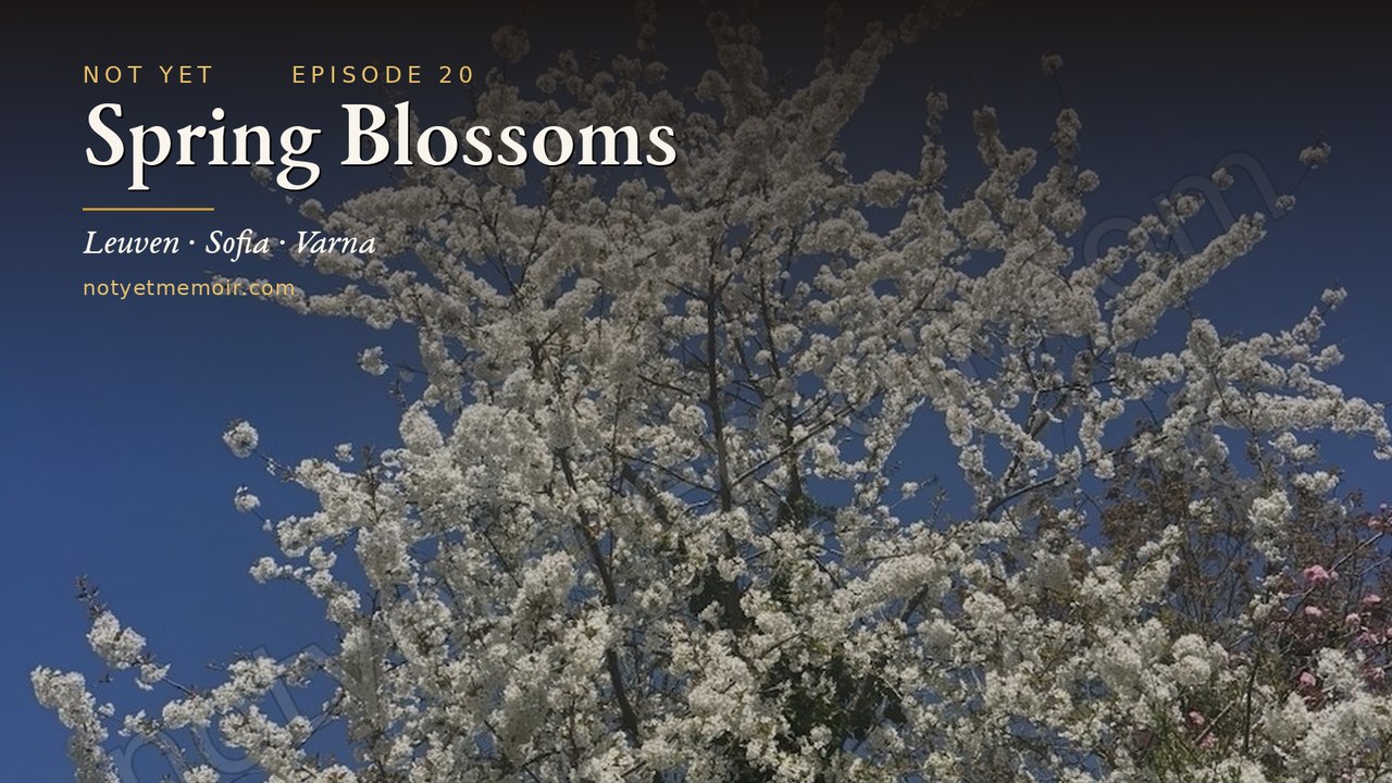 Spring Blossoms